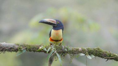 Kosta Rika 'daki Boca tapada' da bir ağaç dalına tünemiş bir Aracari.