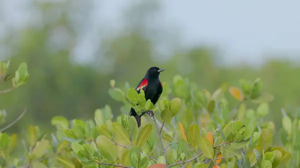 Wide Shot Red Winged Blackbird Perching Pond Apple Tree Merritt Royalty Free Stock Images