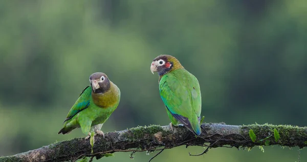 Pair Brown Hooded Parrot Perched Branch Boca Tapada Costa Rica Royalty Free Stock Images