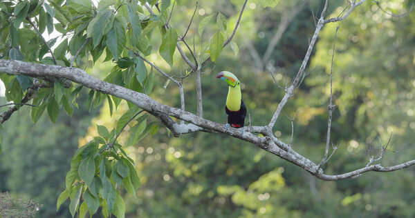 a wide shot of a keel-billed toucan perching in a tree at boca tapada of costa rica