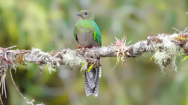 Pandangan Depan Perempuan Gemilang Quetzal Beristirahat Bertengger Hutan Awan Costa Stok Lukisan  