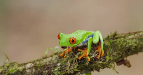 Red Eyed Tree Frog Resting Mossy Branch Costa Rica Stock Photo