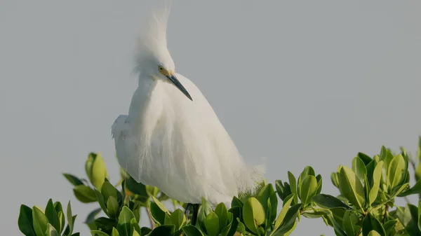 Close Snowy Egret Preening Its Feathers Merritt Island National Wildlife Royalty Free Stock Images