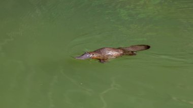 Queensland, Avustralya 'daki Eungella Ulusal Parkı' ndaki kırık nehrin güneşli havuzunda yüzen bir ornitorenk.
