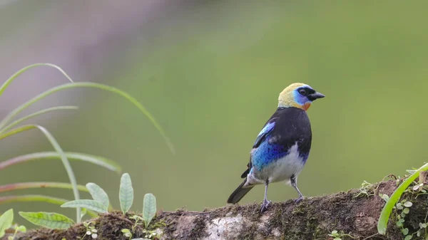 Front Shot Golden Hooded Tanager Perching Tree Branch Costa Rica Stock Photo