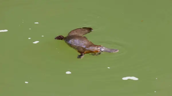 Platypus Chews Food Item Surface Pool Eungella National Park Queensland Stock Picture