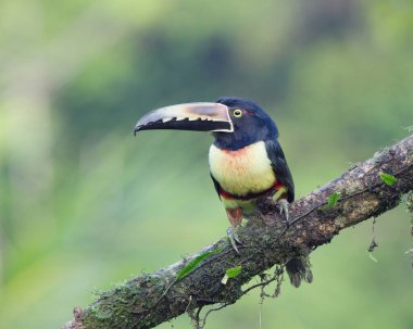 Kosta Rika 'da bir dala tüneyen yakalı bir Aracari.