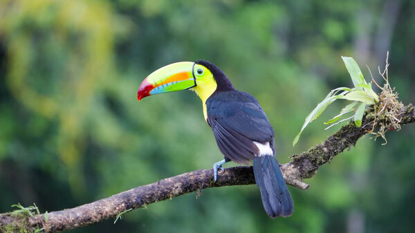 rear view clip of a keel-billed toucan perching on a branch in costa rica