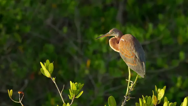 Foto Matahari Terbit Dari Heron Tiga Warna Bertengger Pohon Lahan Stok Gambar