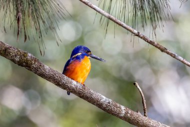 a side view of an azure kingfisher perching on a branch at eungella national park of queensland , australia clipart