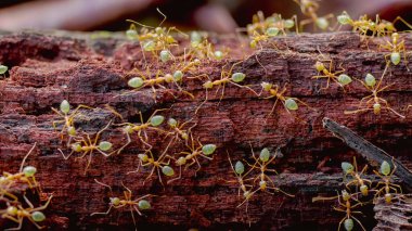 Queensland, Avustralya 'daki etty Bay' de çürüyen kütük üzerinde bir yeşil ağaç karıncaları kolonisi.