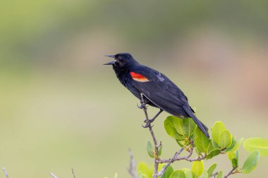 Elma ağacına tünemiş kırmızı kanatlı bir karatavuk ve Amerika 'nın Florida kentindeki Merritt Adası' ndaki ulusal vahşi yaşam sığınağına sesleniyor.