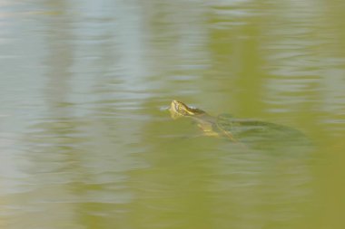 Bir Kreffts kaplumbağası, Avustralya, QId 'in Mareeba' sı yakınlarındaki granit vadide yüzerken derin bir nefes alır.