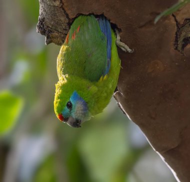 Kuzey Queensland, Avustralya 'da bir yağmur ormanındaki bir ağaçtaki yuva deliğinden sarkan çift gözlü dişi bir incir papağanı.