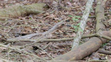 Avustralya 'nın kuzeyindeki bir ormanda, iyi kamufle edilmiş bir çalı buklesi.
