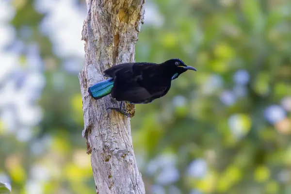 stock image a male victorias riflebird perching on a tree while calling a mate at a rainforest in north qld, australia