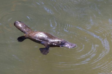 Queensland, Avustralya 'daki Eungella Ulusal Parkı' nda kırık nehrin yüzeyinde yüzen bir ornitorenk.