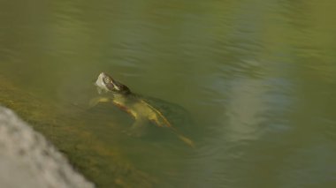 a kreffts turtle with its head out of water while in a pool at granite gorge near mareeba of qld, australia clipart