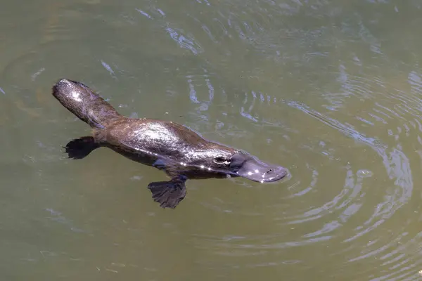 Stock image a side on view of a platypus swimming on the surface of the broken river at eungella national park of queensland, australia