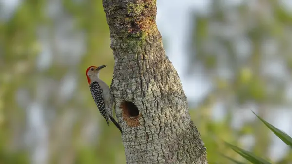 stock image a male red-bellied woodpecker at a nest hole in a palm tree at the wetlands of merritt island national wildlife refuge, florida