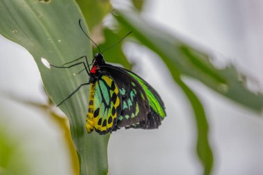 Kuzey Qld, Avustralya 'da, Kuranda' da bir yaprağın üzerinde dinlenen kuş kanadı kelebeği.