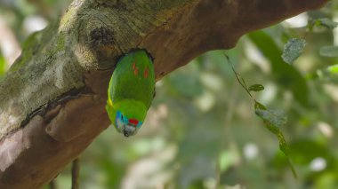 Çift gözlü dişi bir incir papağanı Avustralya 'nın kuzey kesimindeki bir yağmur ormanında bir yuvada asılı duruyor.
