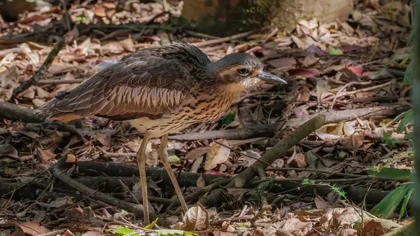 stock image a close up view of a bush stone-curlew bird standing in dappled shade at a rainforest in north qld, australia