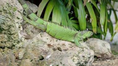Florida Fort Lauderdale, ABD 'deki bir parkta bir kayanın üzerine uzanmış istilacı yeşil bir iguana.