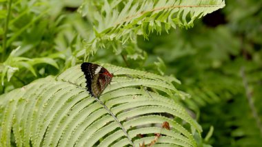 a red lacewing butterfly resting on a fern leaf at kuranda in north qld, australia clipart