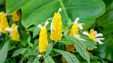 a close up of a yellow shrimp plant in bloom at a wildlife park in florida, usa clipart