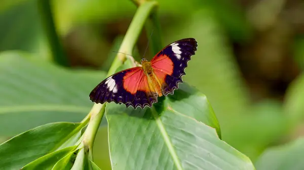 stock image a view from behind and above of a male red lacewing butterfly resting on a leaf at kuranda in north qld, australia