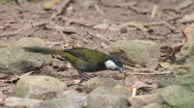 an eastern whipbird foraging on the forest floor of a rainforest at lake eacham in nth qld, australia clipart