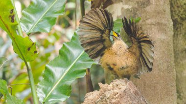 a front view of an immature male victorias riflebird practicing its mating display in a rainforest at lake eacham of nth qld, australia clipart