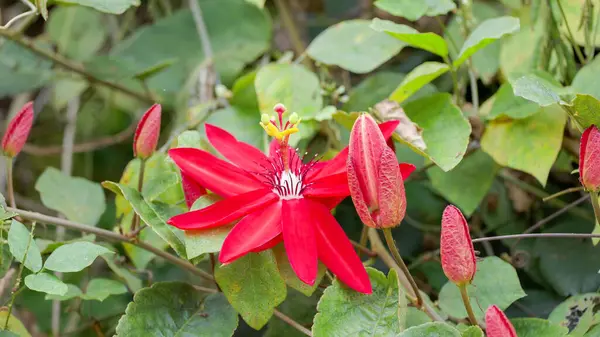 Stock image close up of a crimson passionflower blossom at lake eacham in north qld, australia