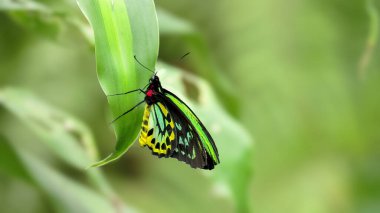 a male cairns birdwing butterfly on a leaf at kuranda in north qld, australia clipart