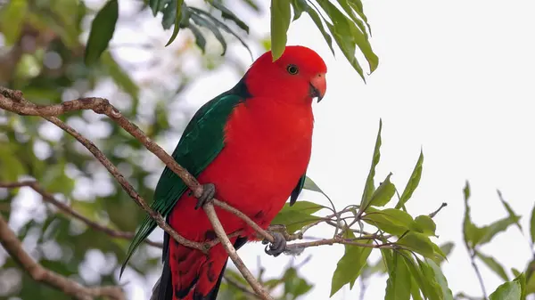 stock image close up of a male king parrot perching on a branch at oreillys rainforest retreat in lamington national park of sth qld, australia