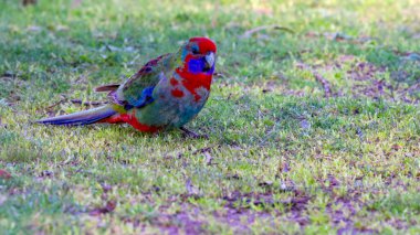 an immature crimson rosella feeding on the ground at a park in the snowy mountains of australia clipart