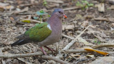 Avustralya 'daki Eacham Gölü' ndeki yağmur ormanlarındaki sıradan bir zümrüt güvercinin yakın görüntüsü.