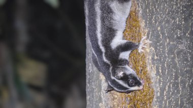 Avustralya 'daki Eacham Gölü' ndeki bir yağmur ormanından beslenen çizgili bir keseli sıçanın yakın görüntüsü.