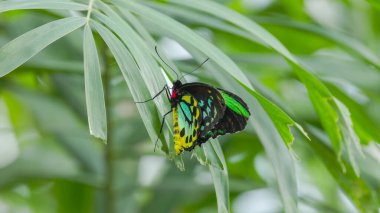 Avustralya 'nın kuzeyindeki Kuranda' da bir erkek kuş kanadı kelebeği palmiye yaprağının üzerinde dinleniyor.