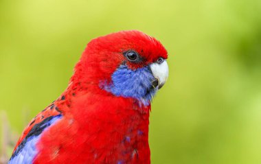 St. Hugh, Avustralya 'daki Lamington Ulusal Parkı' ndaki Oreillys Yağmur Ormanı 'nda bir çalılığa tünemiş kırmızı bir Rosella' nın yakın plan çekimi.
