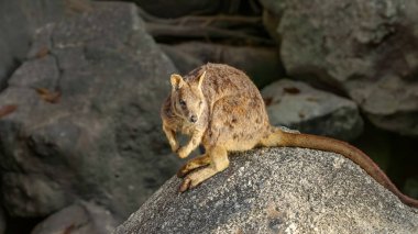 a morning shot of a mareeba rock-wallaby sitting on a sunny rock at granite gorge near mareeba of qld, australia clipart