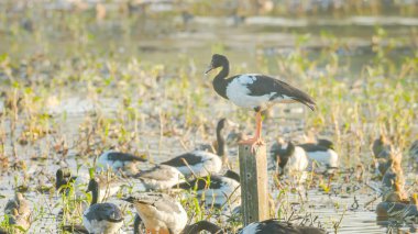 a magpie goose standing on a post in the middle of a flock of magpie geese and plumed whistling-ducks at hasties swamp in nth qld, australia clipart