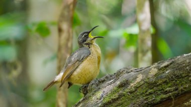 Genç bir erkek Viktorya tüfeği çiftleşme gösterisi yapıyor ve Avustralya 'nın başkenti Eacham Gölü' nde bir yağmur ormanını çağırıyor.