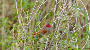 Avustralya, Qld 'daki Tyro Wetlands' ta bir çalılığın gövdesine tünemiş dişi bir ispinoz.
