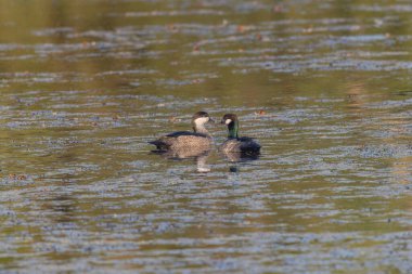 a pair of green pygmy-geese swimming together on a billabong at tyro wetlands at ingham of qld, australia clipart