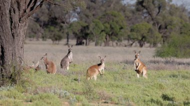 Batı Queensland, Avustralya 'da kameraya bakan kızıl kanguruların güneşli bir kış sabahı çekimi.