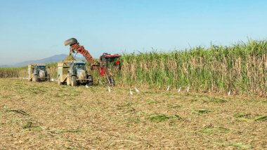 a sugar cane harvester and tractors harvesting sugar cane near innisfail, queensland clipart