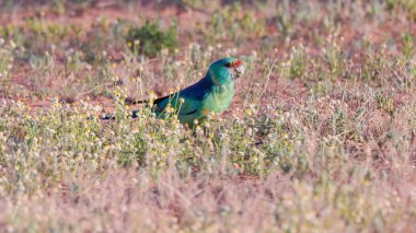 an australian ringneck parrot feeding on the ground at eulo in outback qld, australia clipart