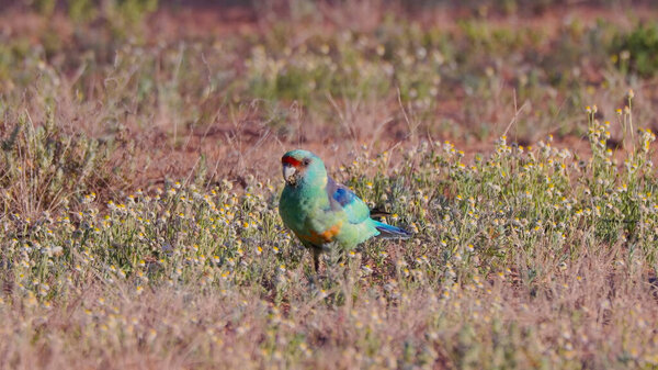 a male australian ringneck parrot foraging on ground plants at eulo in outback queensland, australia